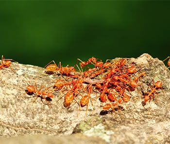 Fire Ants on Mound