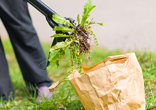 Southern Winter Weeds - Weed Man